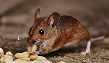 24 Hour & Emergency Exterminators in Wurtland, KY
